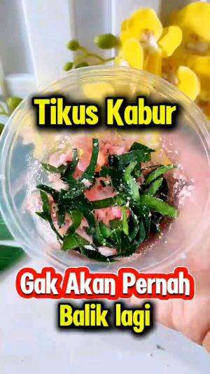 TIKUS KABUR, PAKAI CARA INI

#tipsandtrik #tips #trik #tutorial #kreatif #hiburan #inspirasi #inspiratif 