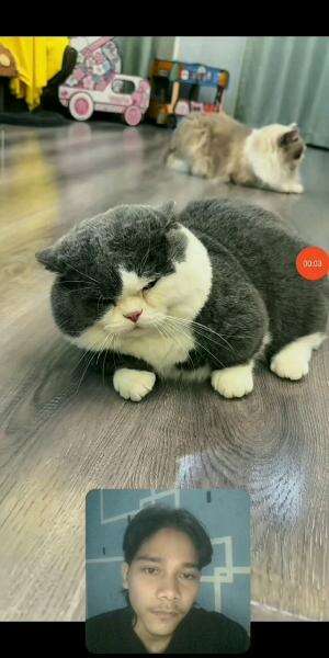 Kucing Gemesin Guys🥰🔥

 #HOTrctiplus  #RCTIPlus 