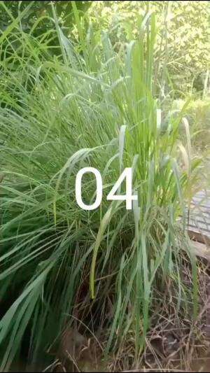 OBAT TRADISIONAL
 #daunserehobattradisional
 #sereh
 #godongsereh
 #tanamansereh
 #bercocoktanamsereh
