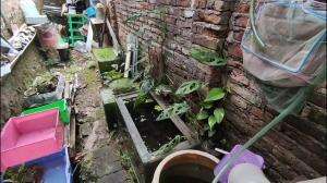 perkenalan tanaman aquascape  #aquascape #aquarium 