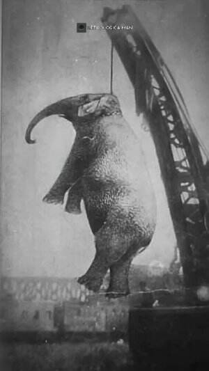gajah ini dihukum mat* #Wow #Mengerikan #seram #HOTrctiplus 