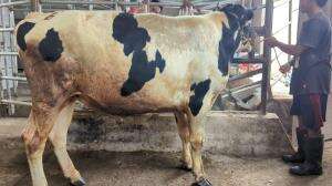proses penimbangan sapi qurban jenis FH, kandang Lembang bandung  #qurban  #Bandung  #semurdagingsapi 