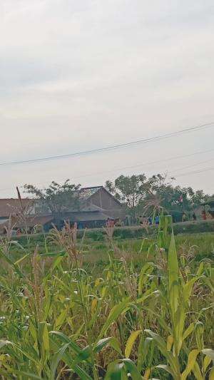 pemandangan sawah didesa banyak anak sekolah sedang olah raga
#RCTIPlus 
#HOTrctiplus 
#pemandangan
#pemandangan yg indah 
#viral
#LaguViral