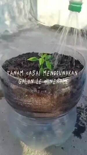 #Berkebun #fyp #fypシ゚viral #trending #foryou #RCTIPlus #HOTrctiplus 
