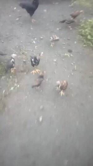 ayam soleh #3