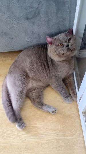 pemalas
#HOTrctiplus #shortplus #kucingoyen #duniakucing