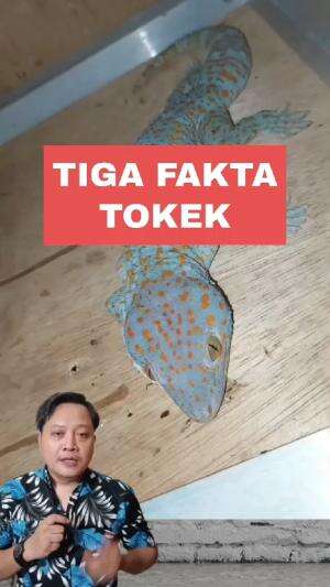 tiga fakta tentang tokek #faktamenarik #tokek 
