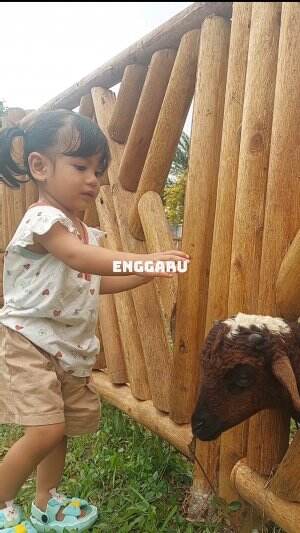 giliran mbek aja ga takut wkwk kalo ke kenun binatang takut wkwkw 