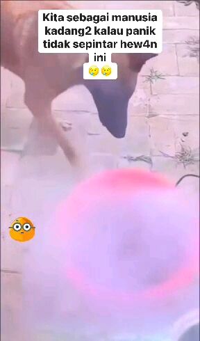 Kalo Manusia Biasanya Panik🤣😭

#Viral 