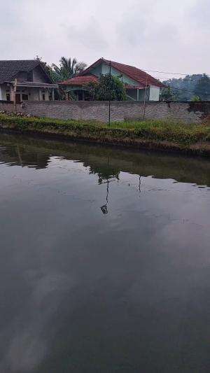 Mantau kolam ikan #minivlog 