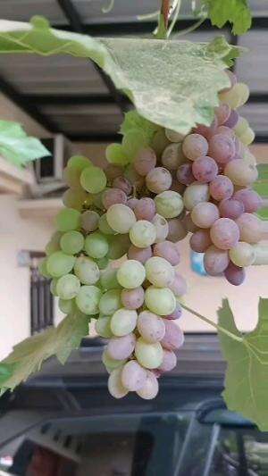 Kebun Anggur Pribadi