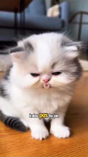 hidung meler...

#HOTrctiplus #shortplus #kucingoyen #duniakucing