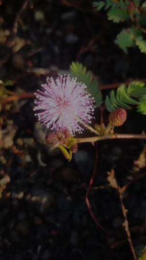 pedesaan #indah #fypシ゚viral 