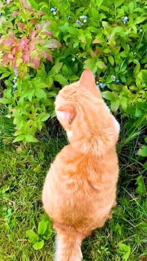 kucing main di semak-semak #Kucing #kucinglucu 