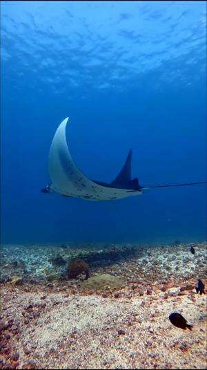 Motivasi untuk hari ini #laut 
