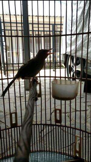 anakan burung wambie gacor
 #burungkicau  #kicaumania #wambi
