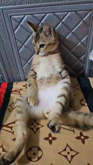 LAGI DUDUK