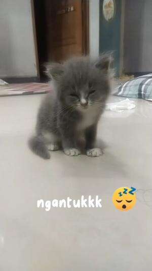 ngantuk boloo akibat begadang
#HOTrctiplus #shortplus #kucingoyen #duniakucing