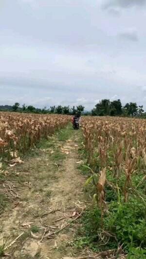 panen jagung #RCTIPlus 