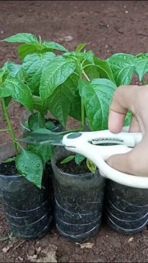 Merawat tanaman #Berkebun #fyp #fypシ゚viral #trending #foryou #RCTIPlus #HOTrctiplus 