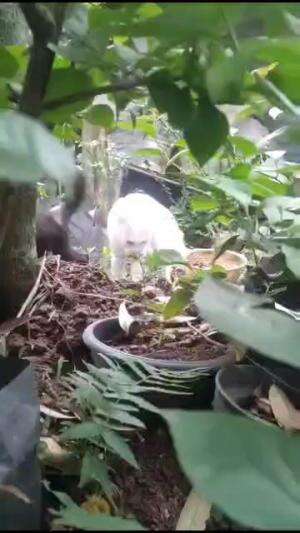 kucing rumahan di alam liar  #cat  #kucinglucu 