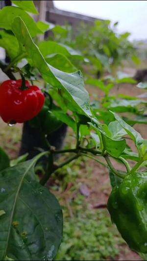 Jenis Cabe Unik #Berkebun #edukasi #fyp #fypシ゚viral #trending #foryou #RCTIPlus #HOTrctiplus