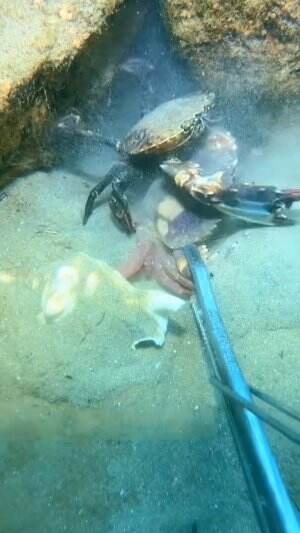 Seorang penyelam menemukan anak kepiting
.
#dasarlaut
#kepiting
#viral