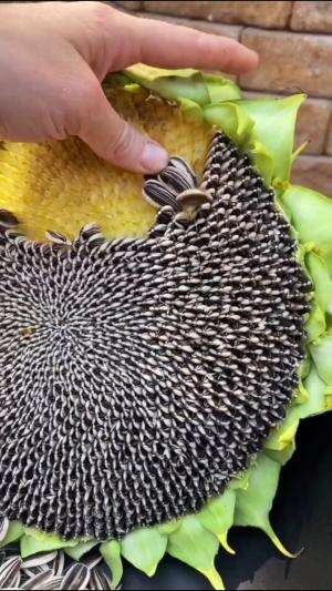 Bunga matahari di manfaatkan jadi kuaci #Berkebun #edukasi #fyp #fypシ゚viral #trending #foryou #RCTIPlus #HOTrctiplus