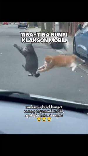 kucing kaget
#HOTrctiplus #shortplus #kucingoyen #duniakucing