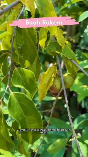 plum ausie atau buah rukem #Inspirasi 