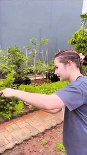 #Berkebun #fyp #fypシ゚viral #trending #foryou #RCTIPlus #HOTrctiplus 