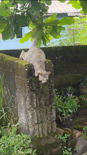 Kucing drama!!
 #Kucing #kucinglucu #trending 
