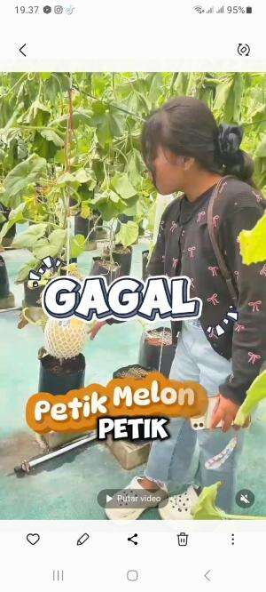 gagal petik melon jepang #marsyasyakia 