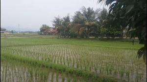 Pemandangan Sawah Ciranjang Yang indah Dipandang #sawah Ciranjang  #pemandangan yg indah 