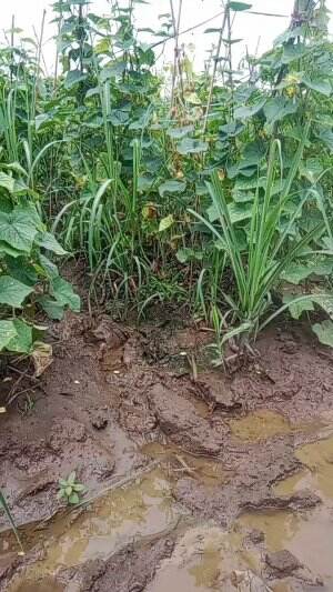 timun  #timun  #bonteng  #petani