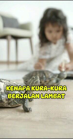 kura kura berjalan lambat  #biarkamutahu  #hewanunik 