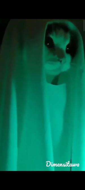 tingkah lucu kucing #kucing #kucing #kucingoren #catlover #cats #cat #catlovers
 #kucinglucu #kucingoyen #duniakucing  #RCTIPlus  #hotact  #