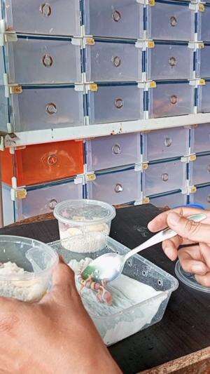 Memindahkan gecko yang baru netas
 #gecko #cicak #kadal #reptil #short #tokek