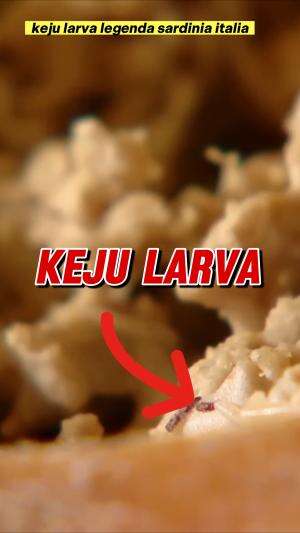 keju larva legenda dari sardinia italia #keju #larva #food #legenda #sardinia #italia