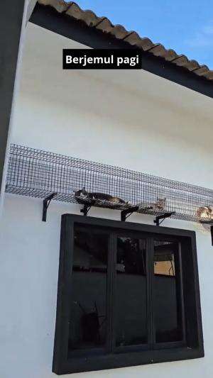 berjemul pagi bial cehat

#HOTrctiplus #shortplus #kucingoyen #duniakucing