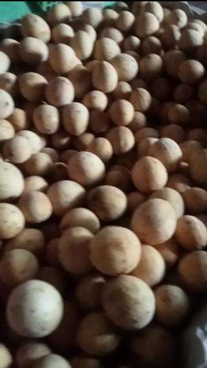 LANGSAT PONTI 
 #jualanlagikita
 #larismanis
