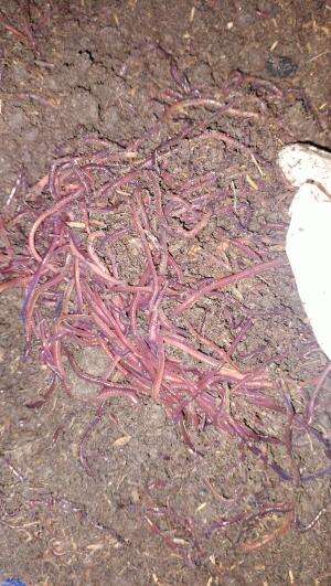 Hai boloo disini saya merupakan peternak yang berada di bidang hewan reptile yaitu salah satunya cacing 
perlu diketahui manfaat cacing begi