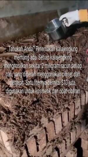 Tahukah Anda? Peternakan kalajengking memang ada. Setiap kalajengking menghasilkan sekitar 2 miligram racun setiap hari, yang diperah menggu