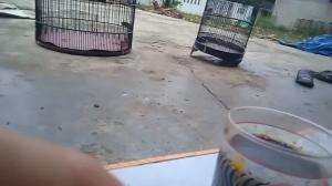 ritual pengembunan burung  