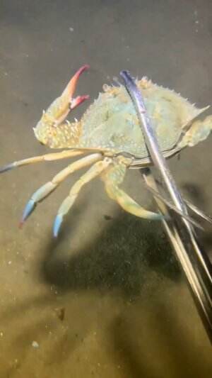 Seekor kepiting sedang bersembunyi di pasir
.
#laut
#kepiting
#viral