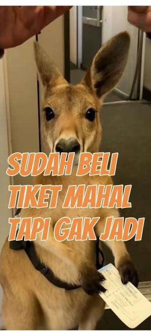 kangguru naik pesawat  #short 