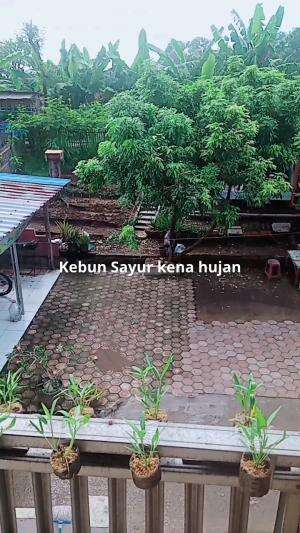 Tanaman Sayur Kangkung Selada Kena Hujan besar #Bertani #Tanaman #Sayuran 