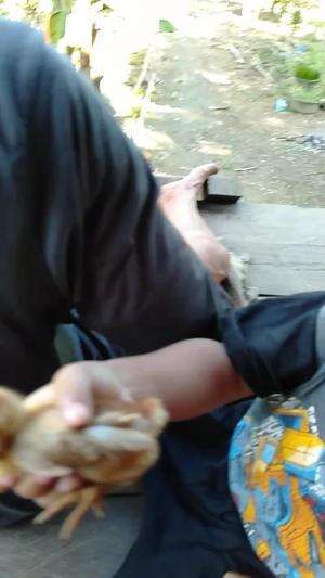 DIKEBUN 
 #kenangan
 #nangkapayam
