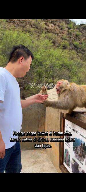 pria ini senang bermain dengan monyet lucu #RCTIPlus #HOTrctiplus #Monyet mandi air anget 