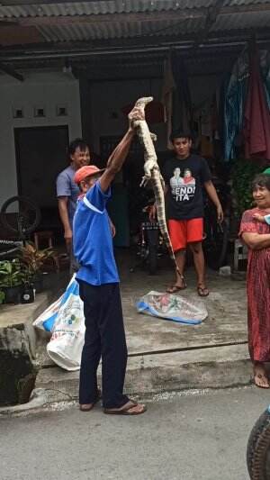 Biawak nyasar